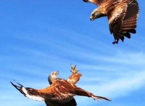 aguias rodopiam no ar 21