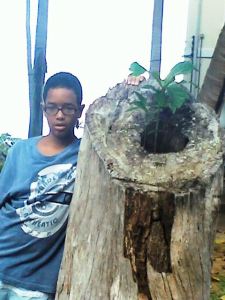 pedro, árvoe em S. Lázaro