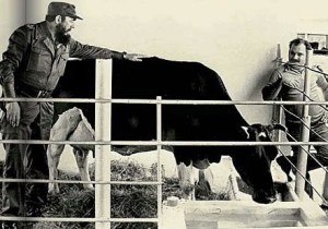 FIDEL, a vaca...