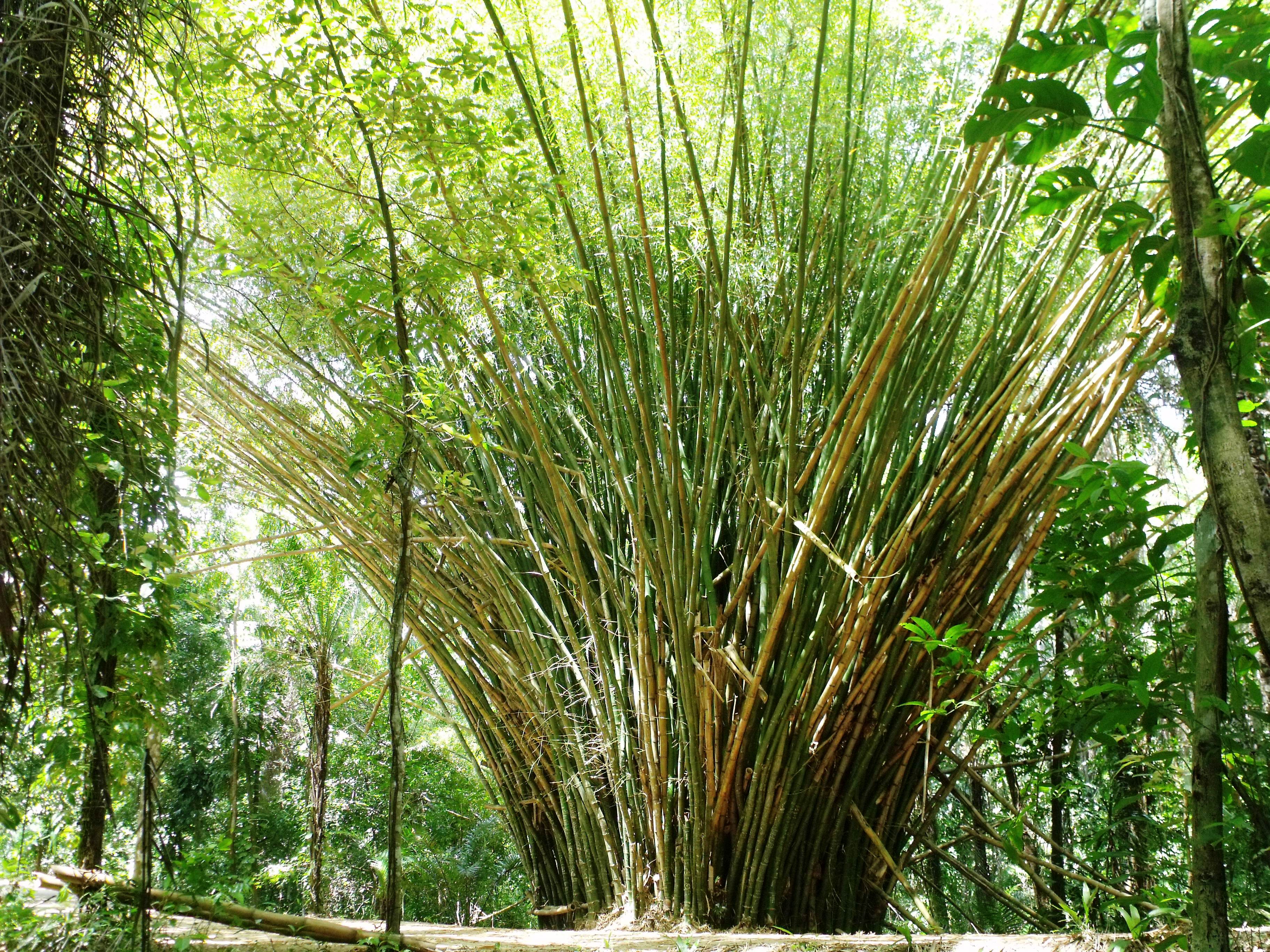 arvore-de-natal-parque-da-cidade