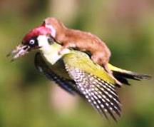 furao-voando-de-carona-facebook-grace