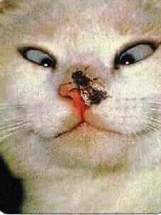 Essa imagem tem um atributo alt vazio; o nome do arquivo é gato-bobc3a3o-edited.jpg